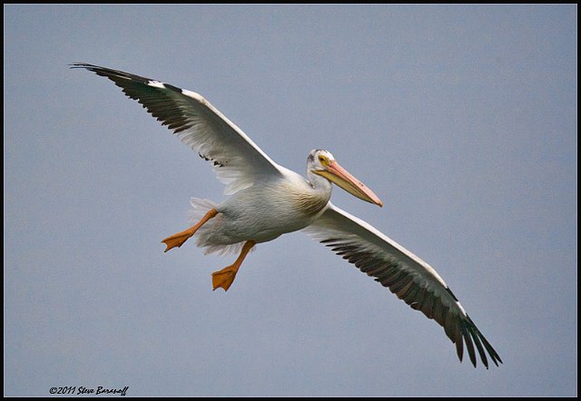 _1SB6518 american white pelican.jpg